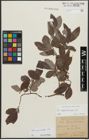 Foto von Salix appendiculata Vill.